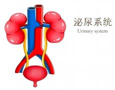 得了泌尿系结石怎么办？